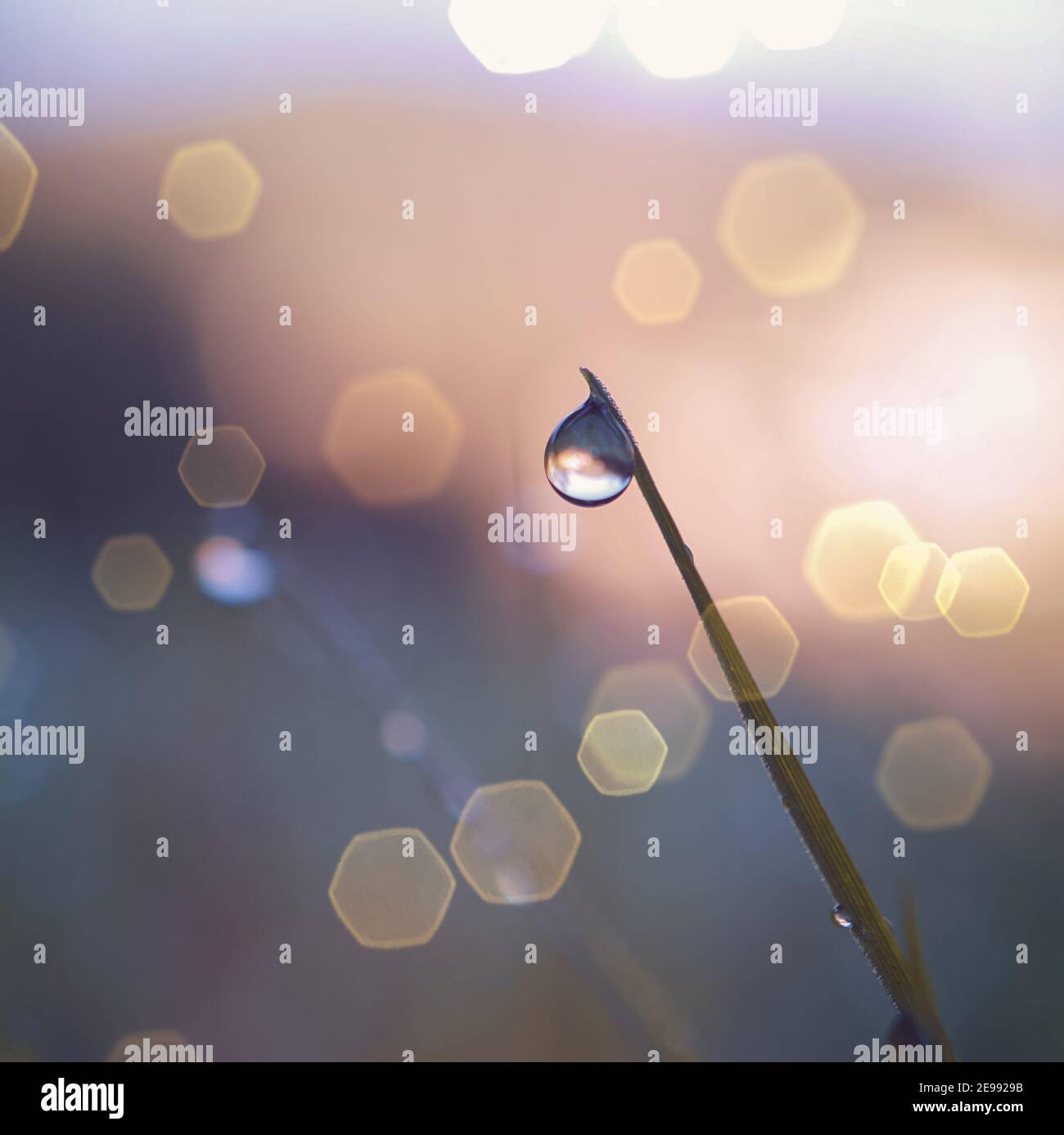 Grass wet rain rainy hi-res stock photography and images - Alamy