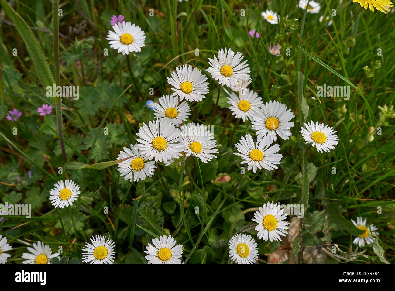 Bellis perennis white flowers close up Stock Photo