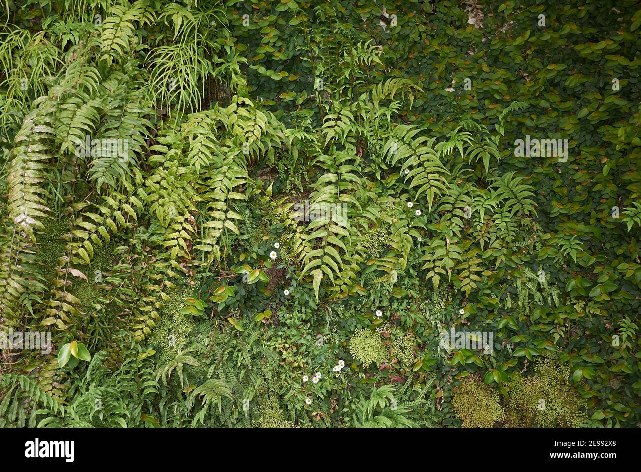 Cyrtomium fortunei plants and ferns Stock Photo