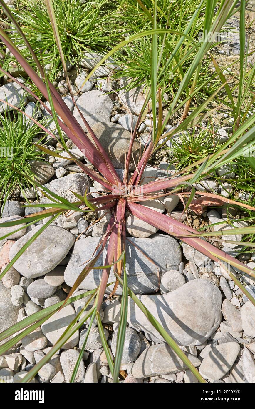 Echinochloa crus-galli plant close up Stock Photo