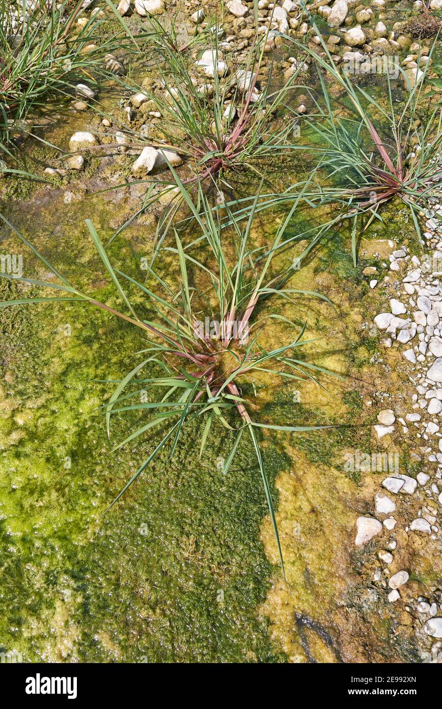 Echinochloa crus-galli plant close up Stock Photo