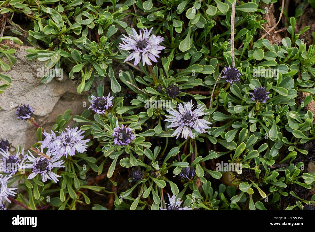 Globularia cordifolia blue flower close up Stock Photo