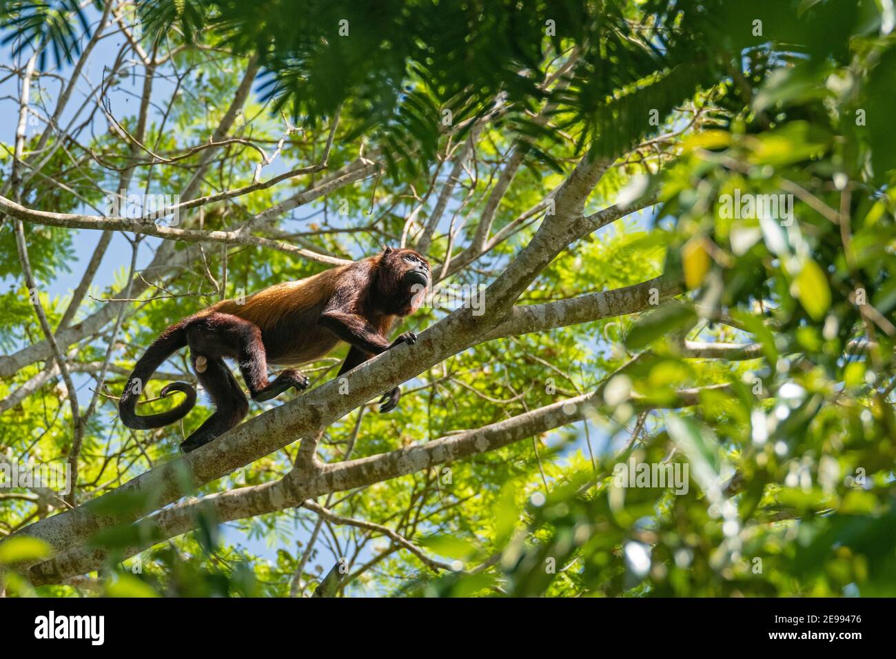 Male Guyanan red howler monkey (Alouatta macconnelli) climbing tree, Brownsberg Nature Park, nature reserve in Brokopondo District, Suriname Stock Photo