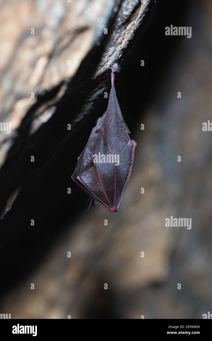 Lesser horseshoe bat, Rhinolophus hipposideros, in the nature cave
