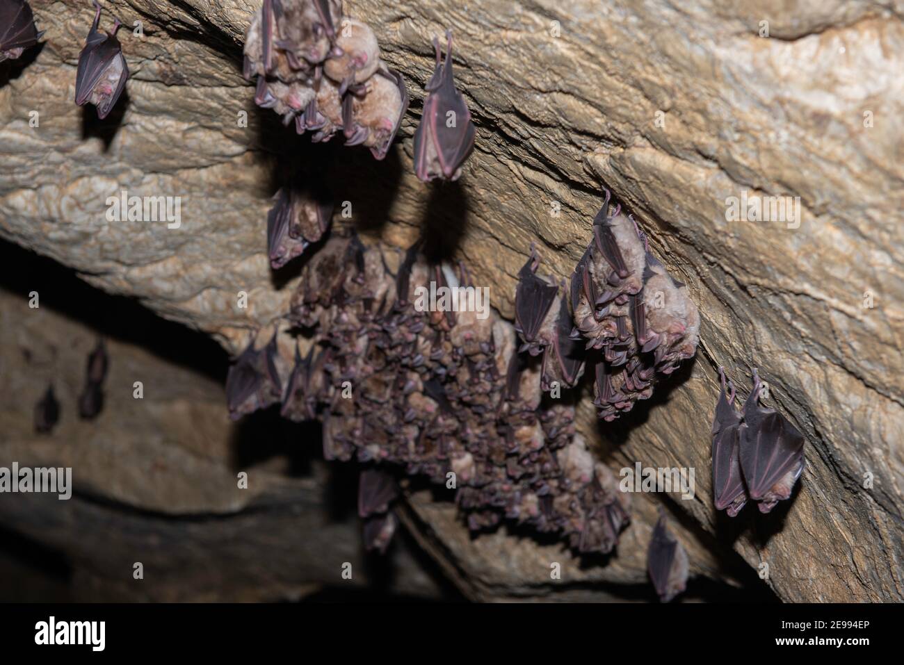 Groups of sleeping bats in cave Lesser mouseeared bat (Myotis