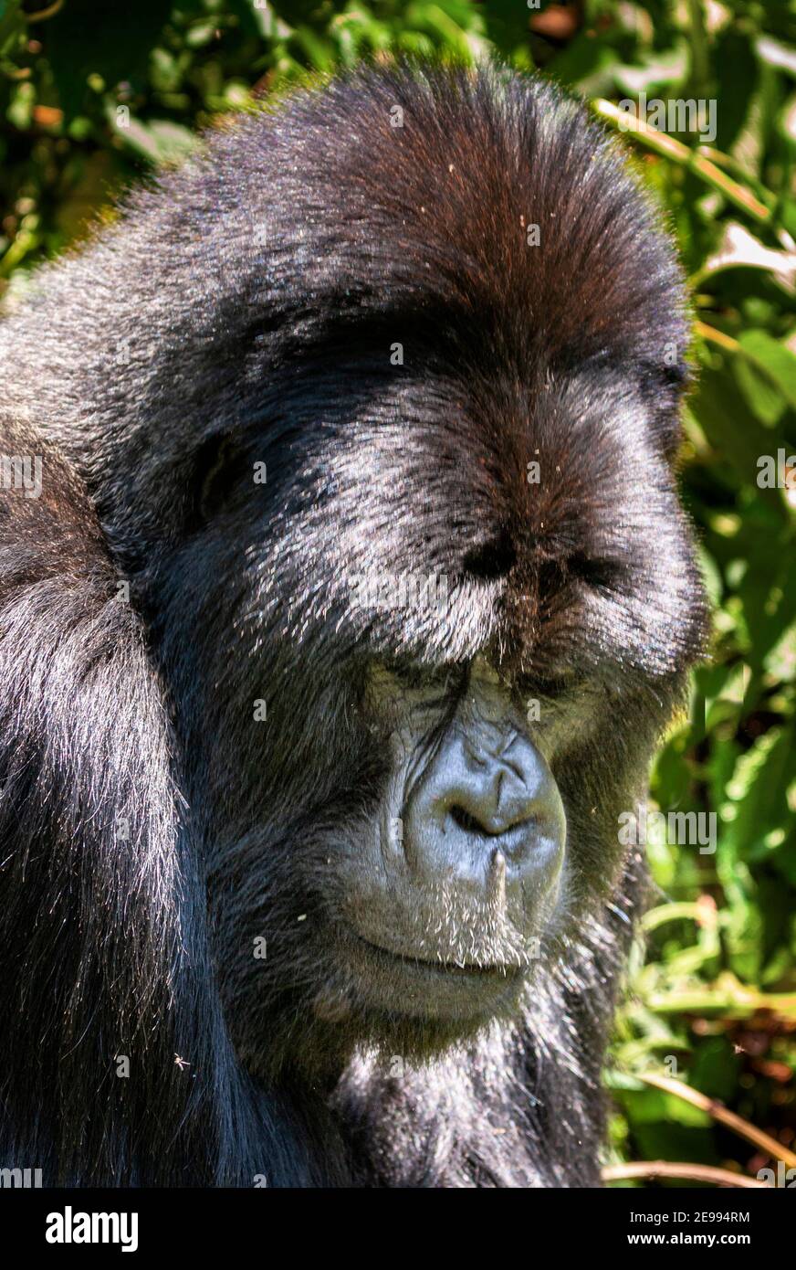 Portrait of African Silverback Moutain Gorilla Stock Photo - Alamy