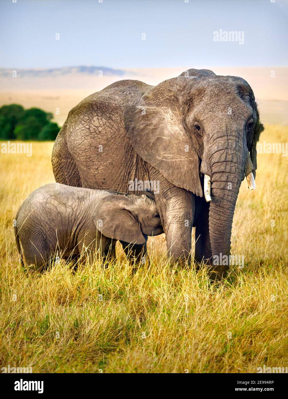 Photo of mother (cow) feeding her baby(calf). Taken on Masai Mara