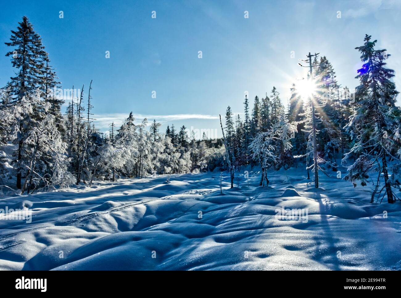 The low winter sun behind the spruce trees. Stock Photo