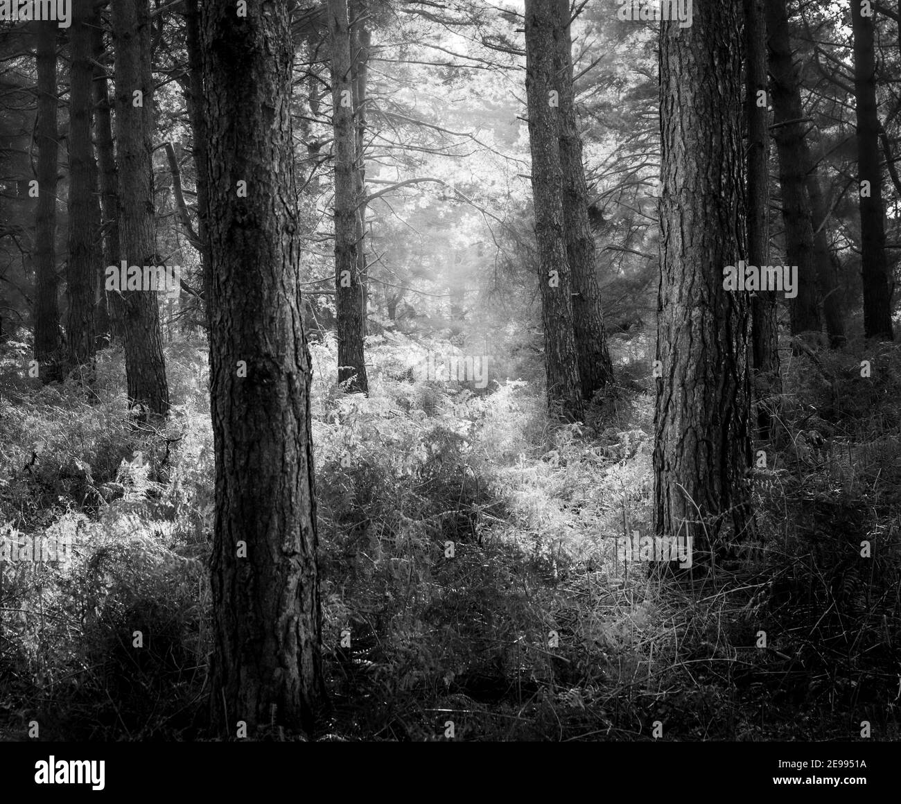 pine forest light Stock Photo - Alamy
