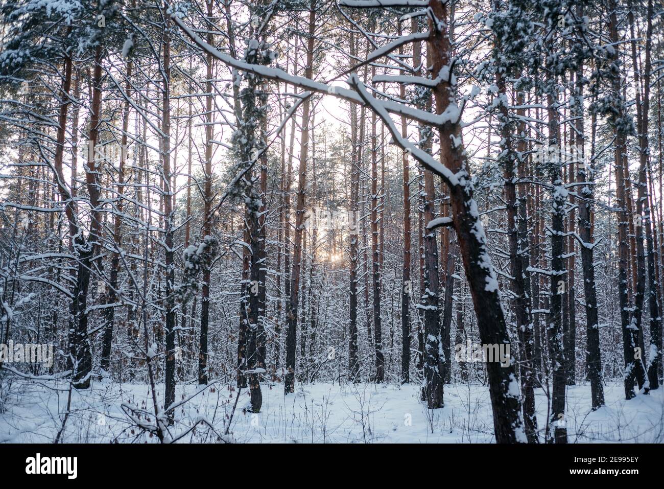 Beautiful winter forest pine hi-res stock photography and images - Alamy