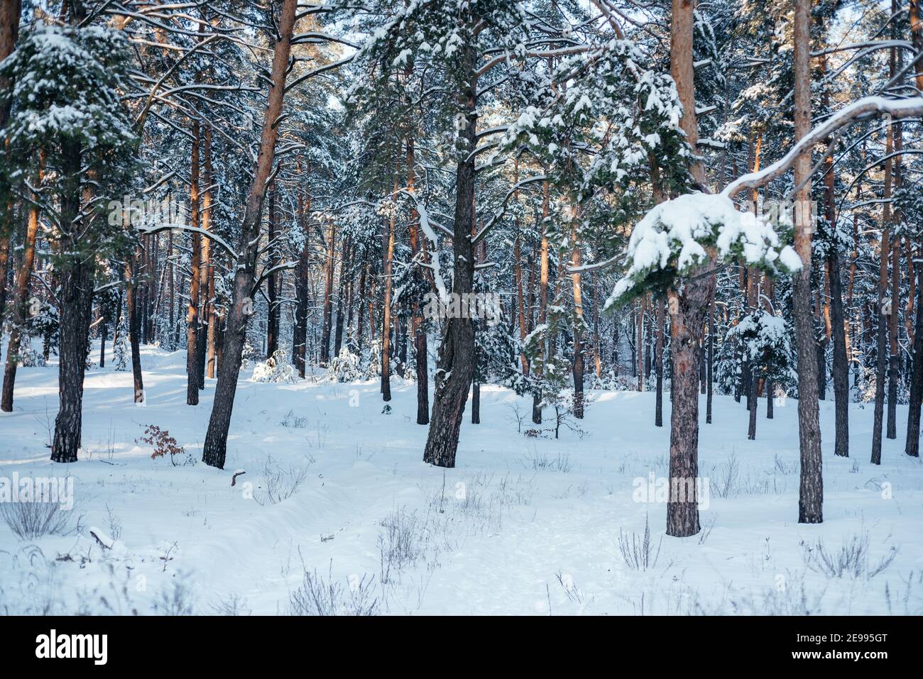 Forest pine tree hi-res stock photography and images - Alamy