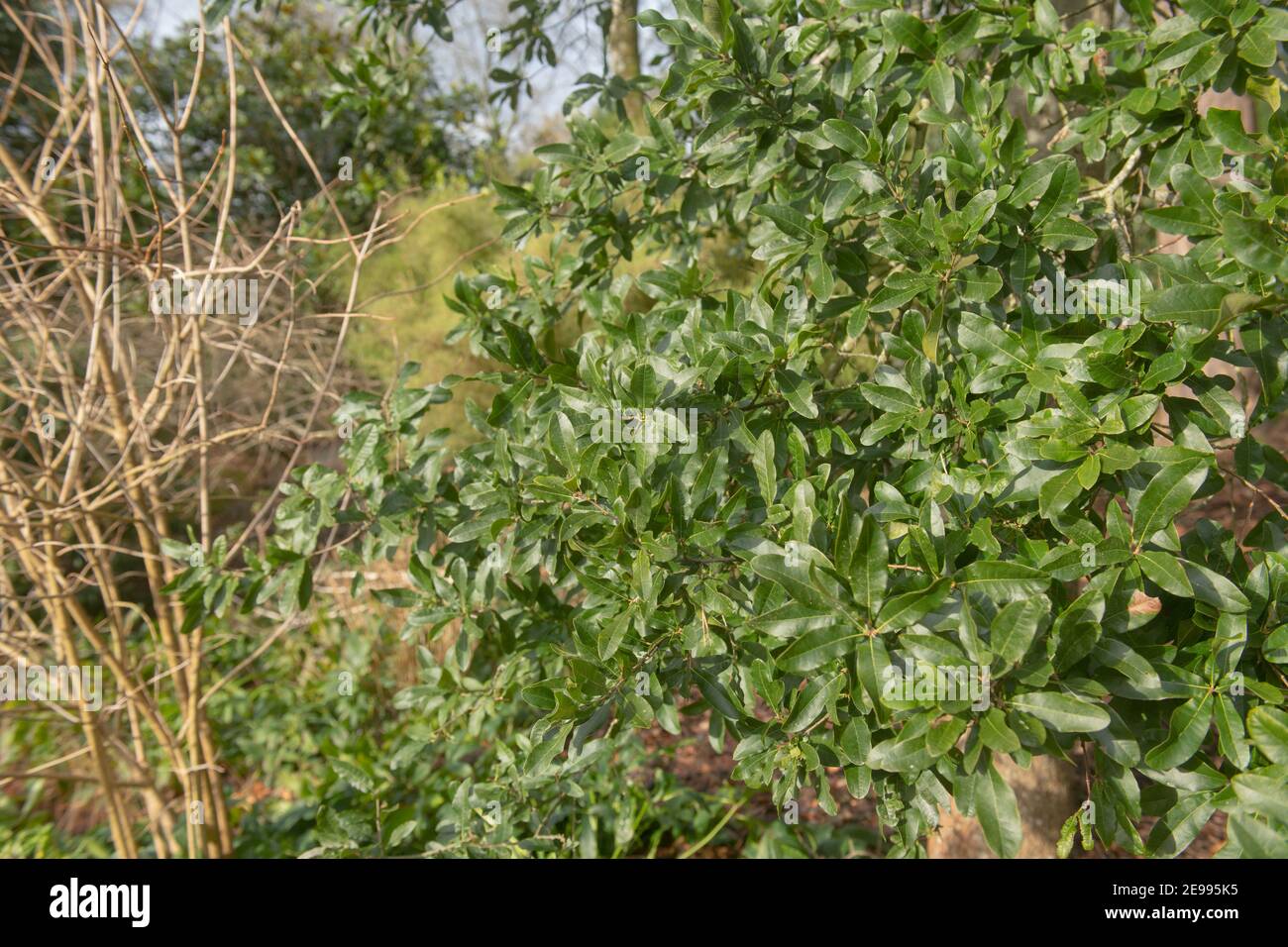 Evergreen oak tree hi-res stock photography and images - Alamy