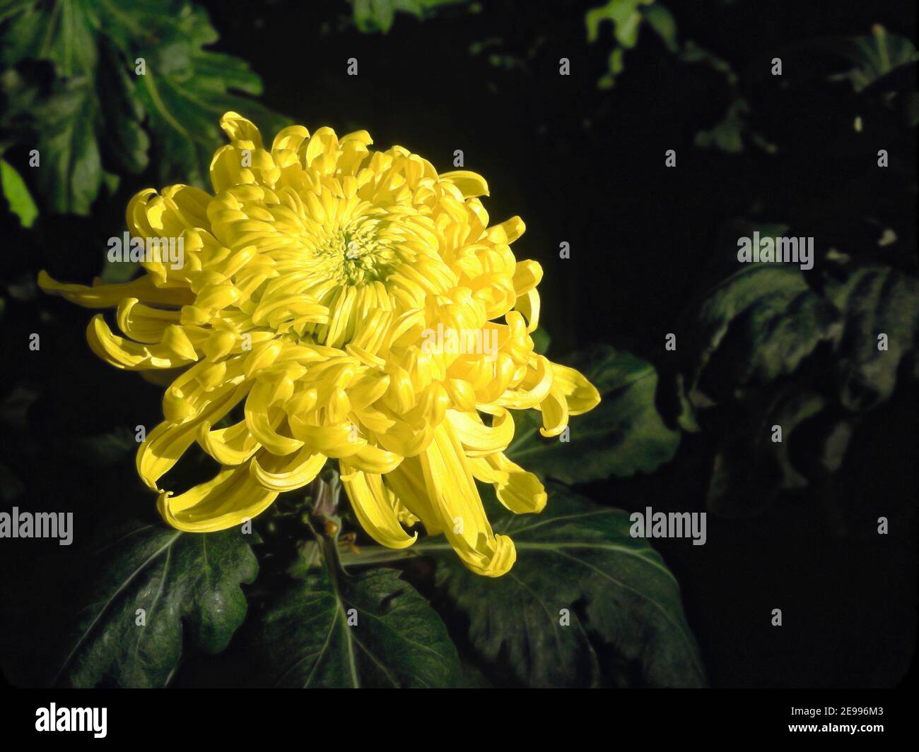 irregular incurve mum cv. bola de ora, bright yellow, curly petals, large cultivated flower, dark background, nature, garden, chrysanthemum, autumn Stock Photo