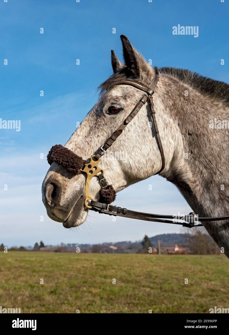 Head of Thoroughbred Czech Warmblood Horse Stock Photo