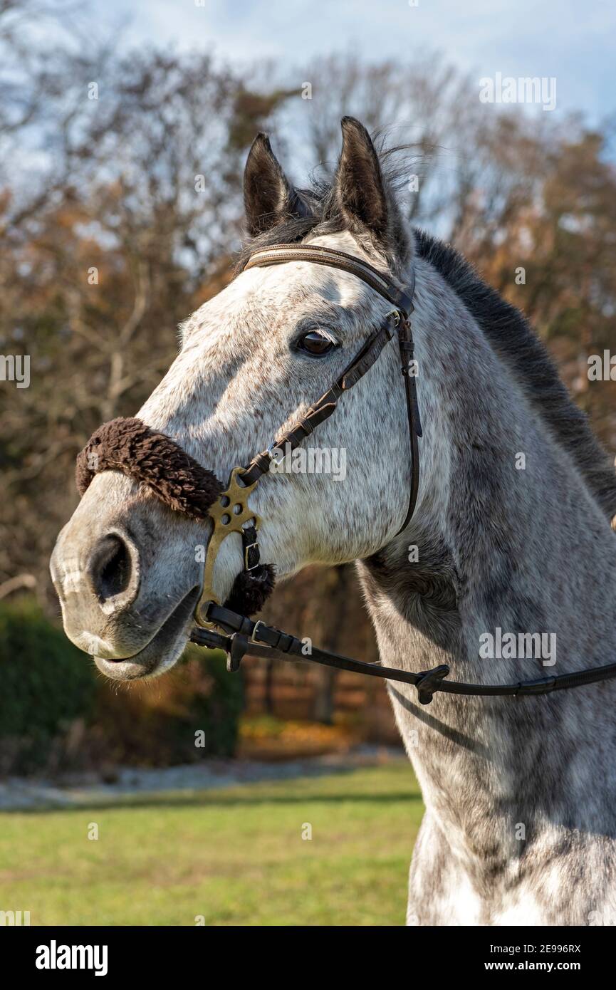 Head of Thoroughbred Czech Warmblood Horse Stock Photo