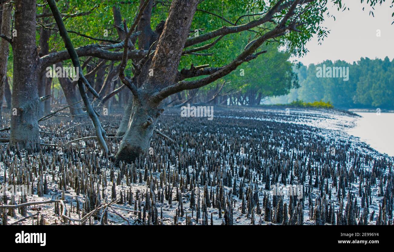 Mangrove Plantation Bangladesh Hi-res Stock Photography And Images - Alamy