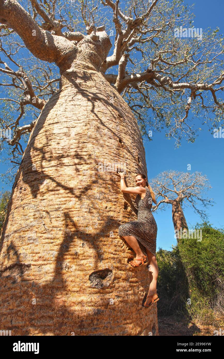 Rådgiver barbermaskine erfaring Young woman in sandals climbing up the baobab tree - tourist attraction on  Madagascar Stock Photo - Alamy