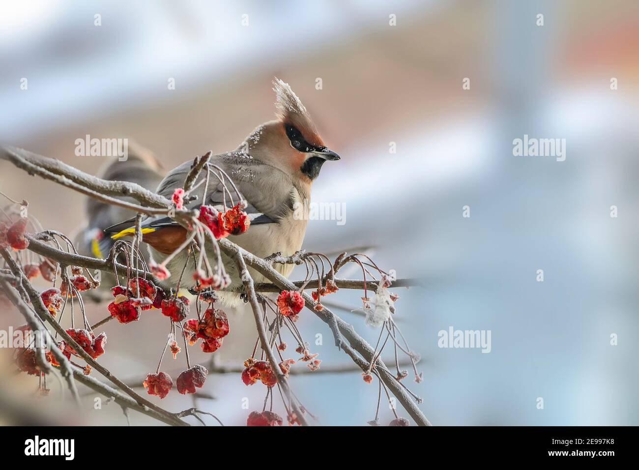 Waxwing (Bombycilla garrulus) on crabapple tree branch with red fruits feeding. Close-up portrait of colorful bird in winter wildlife in Siberia on bl Stock Photo