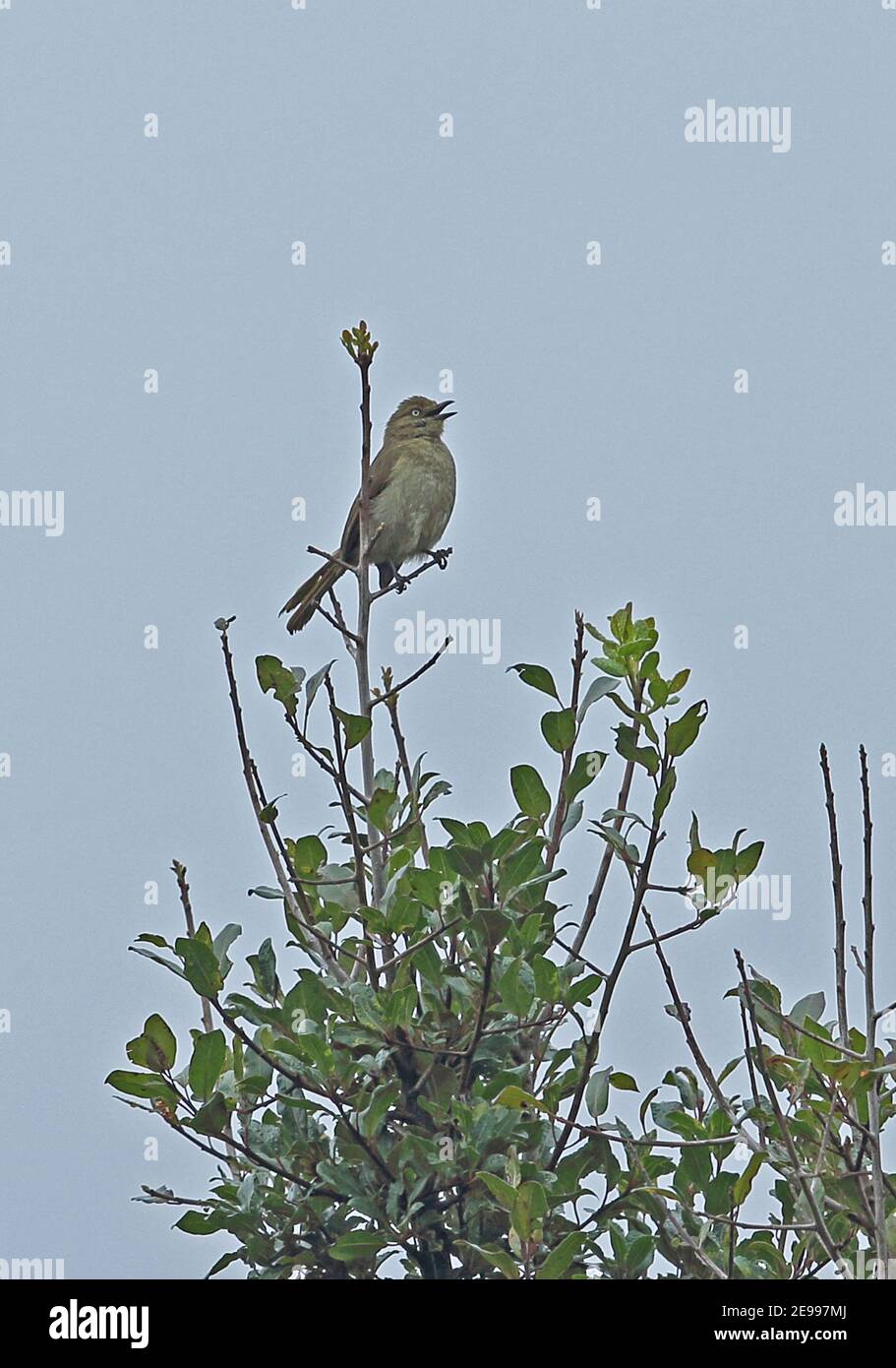 Sombre Greenbul (Andropadus importunus importunus) adult perched on twig  Mount Sheba, South Africa          November Stock Photo