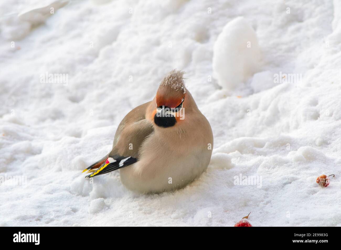 Waxwing (Bombycilla garrulus) on snow under crabapple tree with red fruit feeding. Close-up portrait of colorful bird in winter wildlife in Siberia on Stock Photo