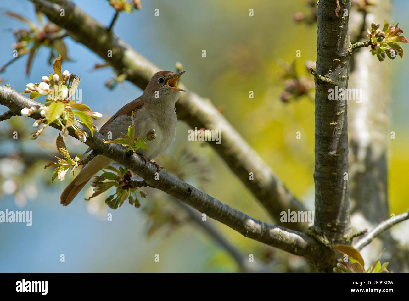 Nightingale-Luscinia megarhynchos perches on Wild Cherry-Prunus avium in song. Stock Photo
