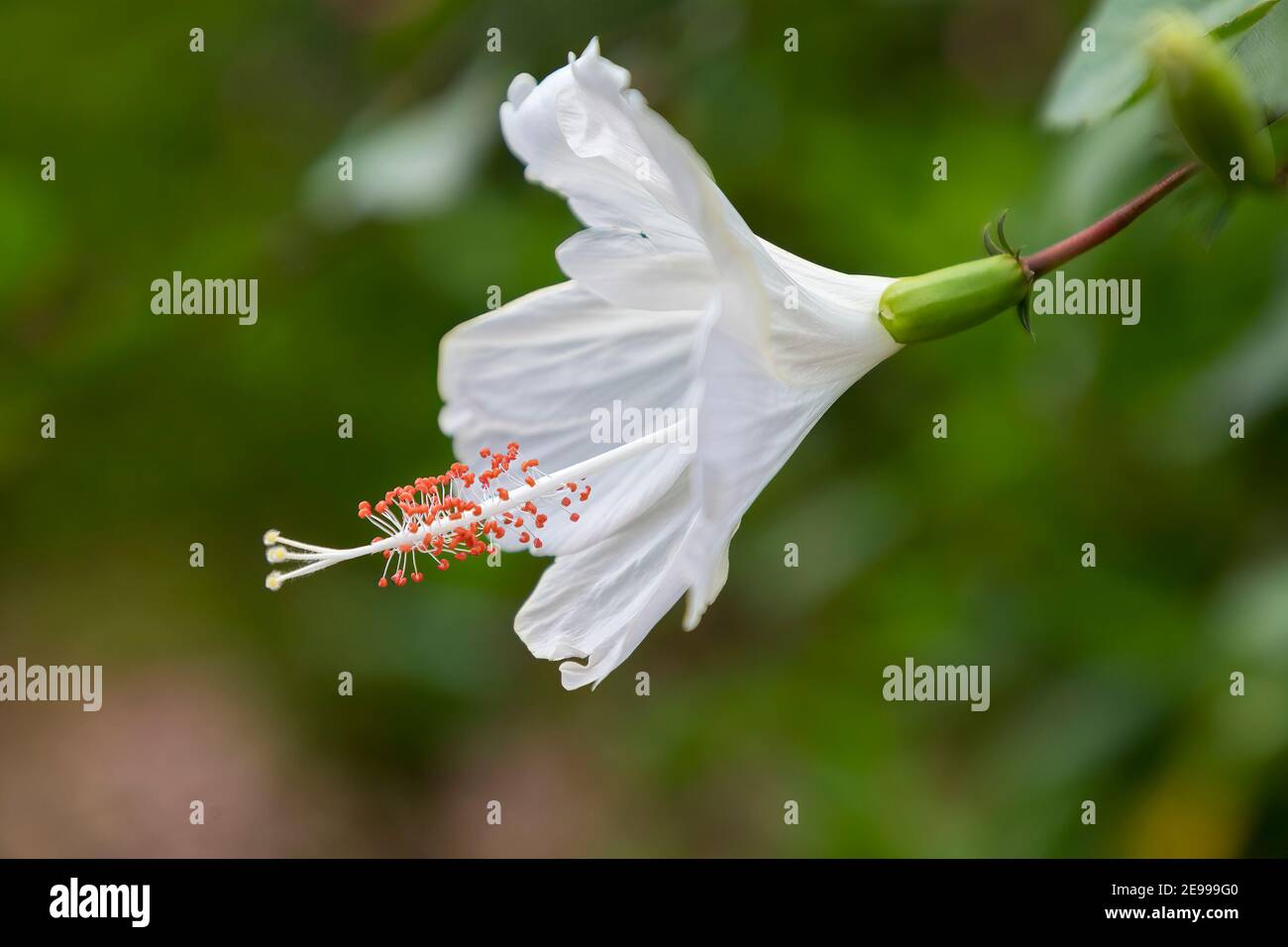 White hibiscus flower showing stamen and anthers, Gibraltar Stock Photo