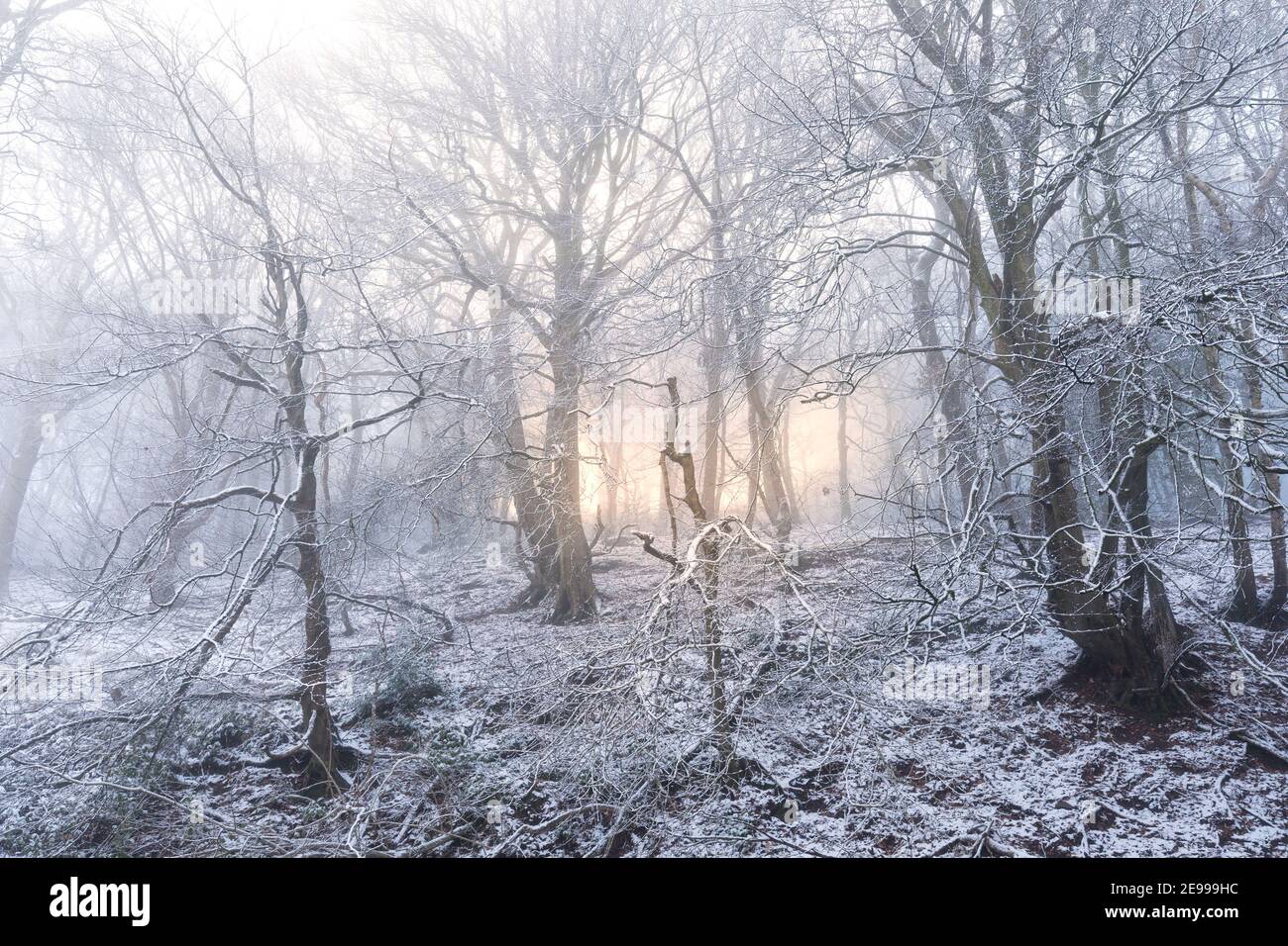Trees in winter snow and mist with the sun shining through, Llanfoist, Wales, UK Stock Photo