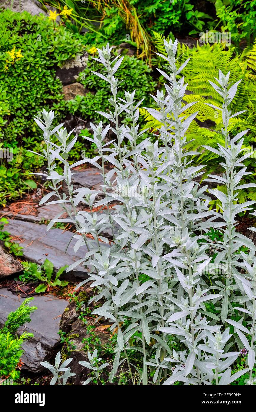 Silver wormwood or sagebrush Artemisia ludoviciana «Silver Queen» - ornamental scented plant with silver colored leaves for garden landscaping. Decora Stock Photo
