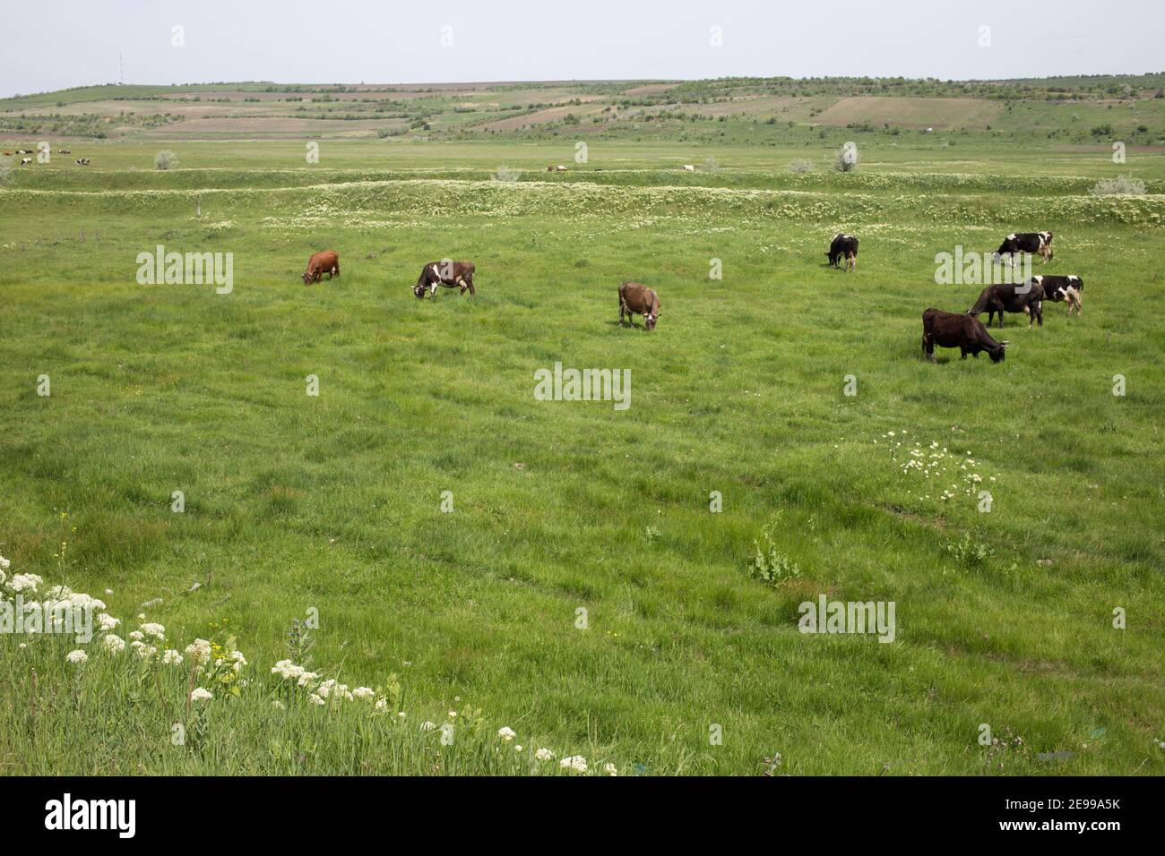 Herd cattle standing on top hi-res stock photography and images - Alamy