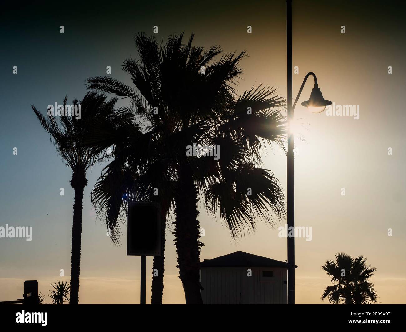 Silhouettes of palm trees next to a lamppost at sunset on the beaches of Malaga on a sunny autumn day. Stock Photo