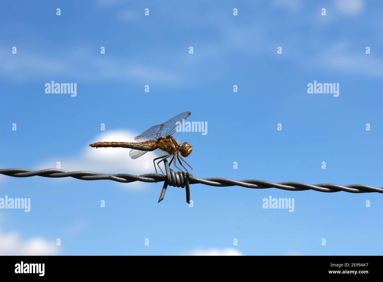 Dragonfly resting on barbed wire. Concept image illustrating fragile nature versus industrial metal objects. With copy space. Stock Photo