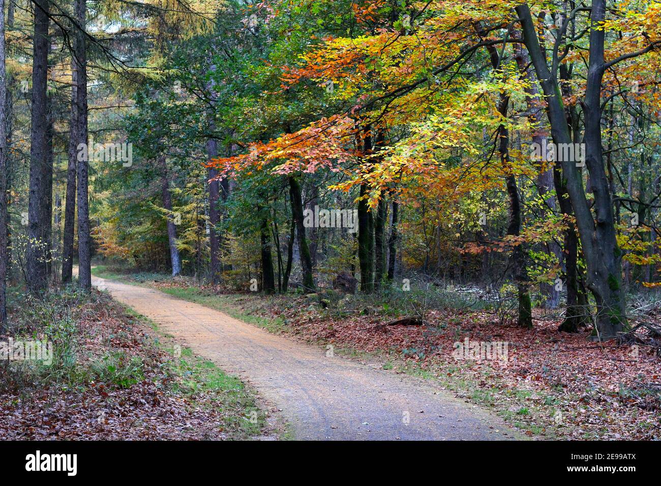 Dutch forest Veluwe in autumn near city of Arnhem with a bicycle path, the beech trees are having colorful leaves Stock Photo