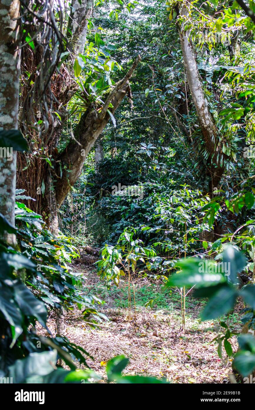 Wild tropical forest  in Eastern Cordillera (Cordillera Oriental), Colombia. Stock Photo