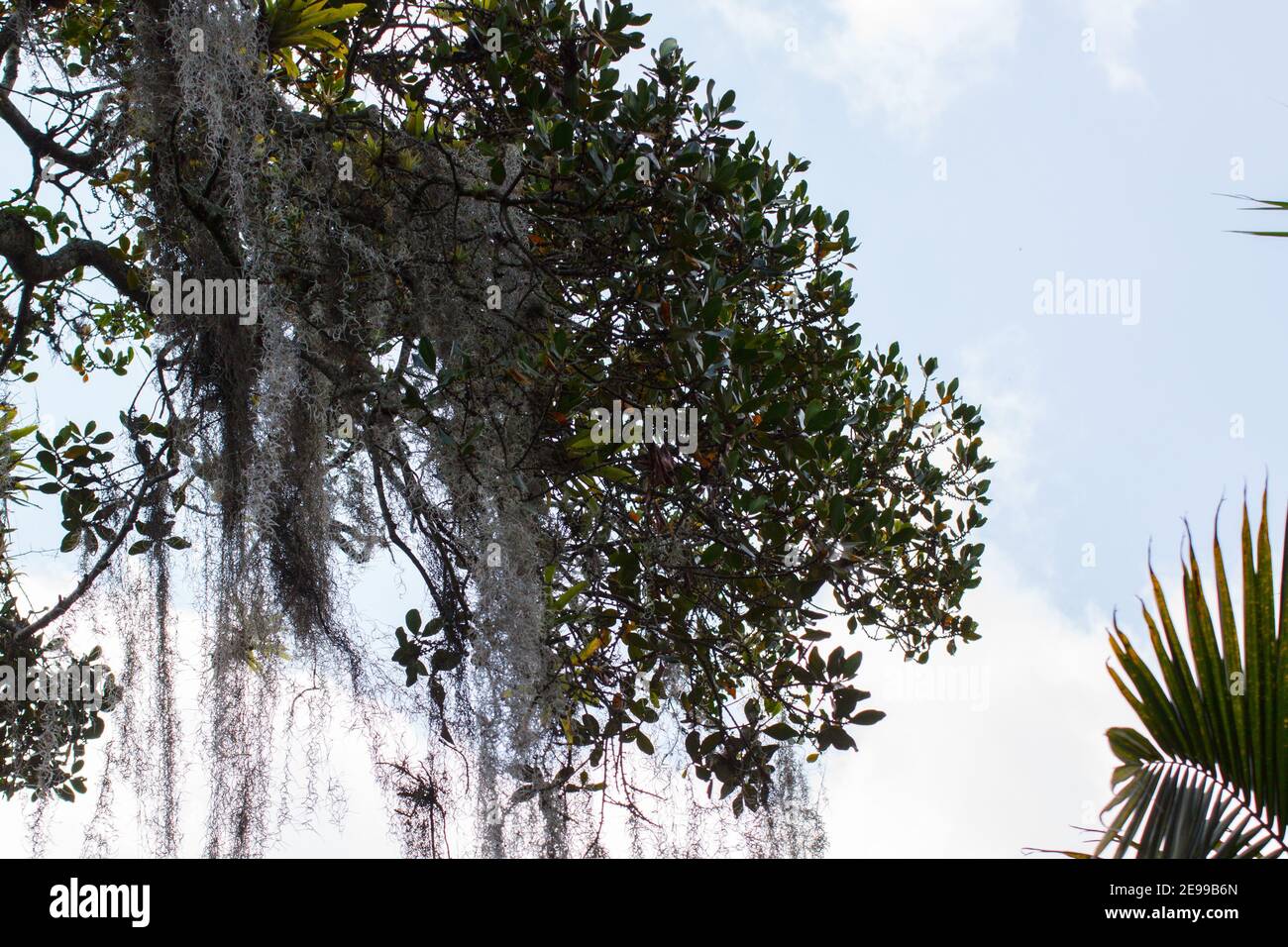 Tillandsia usneoides Spanish moss Stock Photo - Alamy