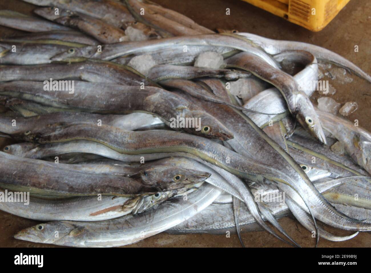 ribbon fish sale in asian fish market hairtail fish sale in india hound  fish catch and selling in asian super market Stock Photo - Alamy