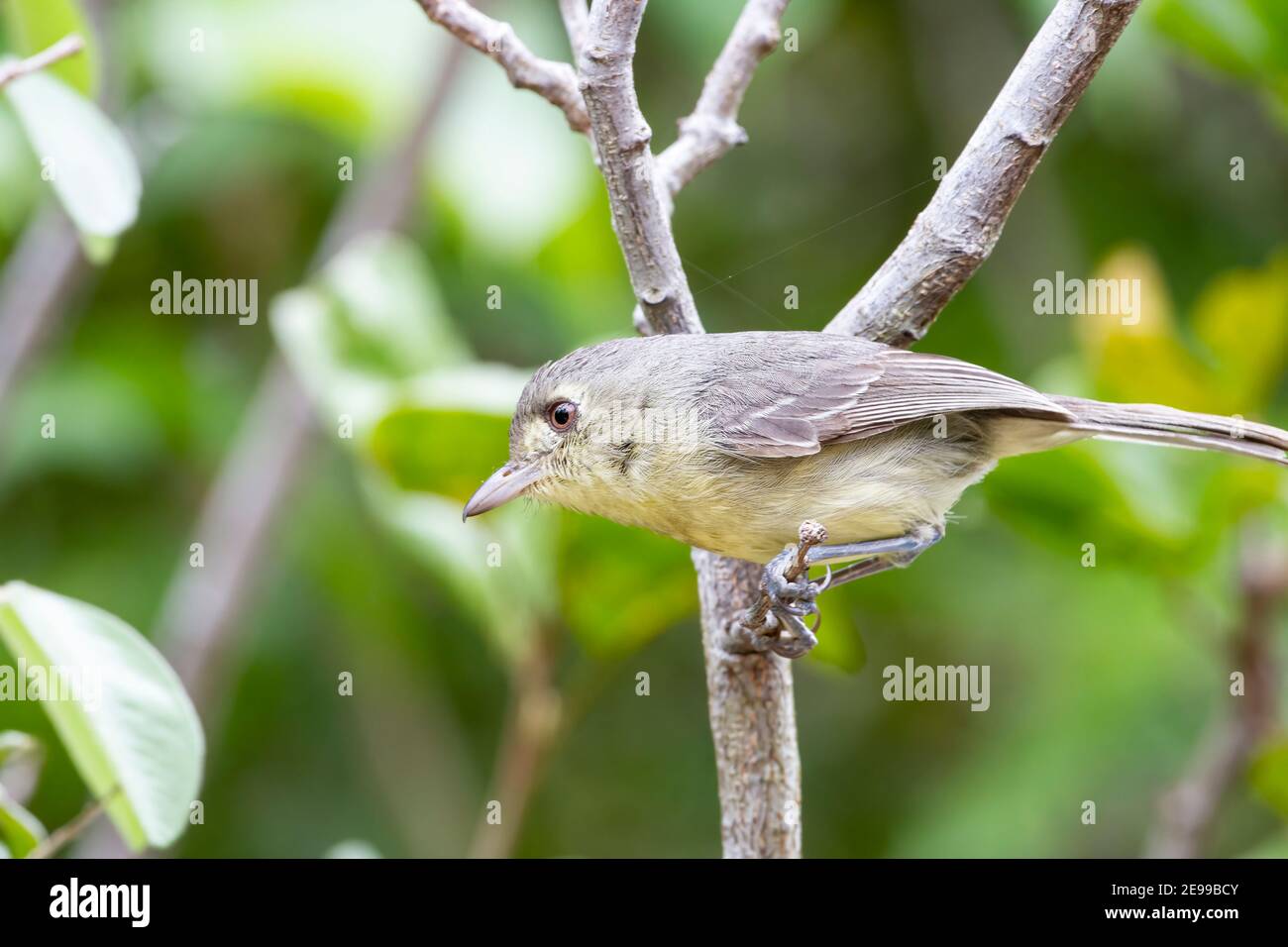 Cuban Vireo, Vireo gundlachii, single adult bird perched in bush, Cayo Coco, Cuba, 2 April 2010 Stock Photo