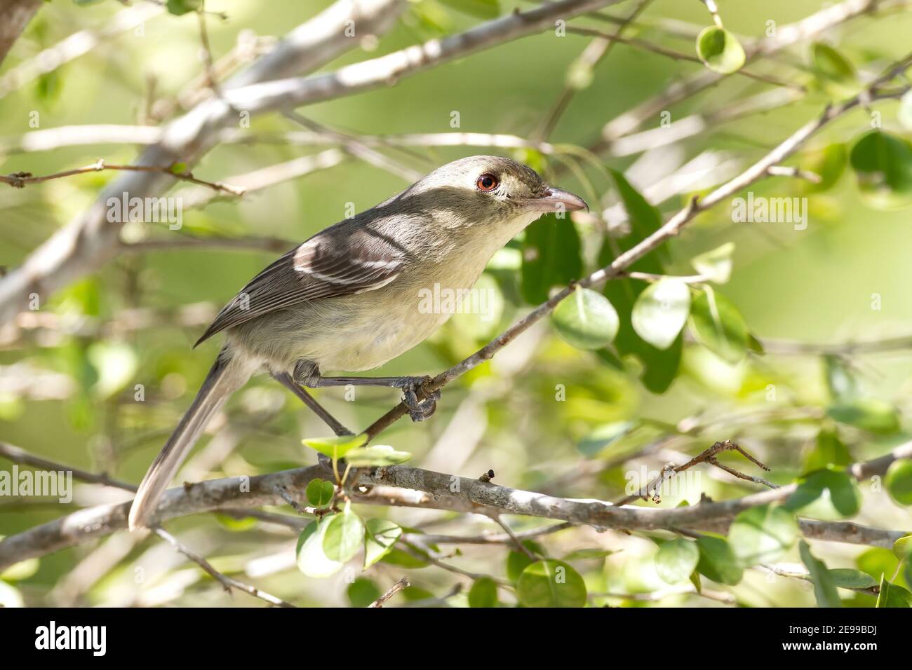Cuban Vireo, Vireo gundlachii, single adult bird perched in bush, Cayo Coco, Cuba, 2 April 2010 Stock Photo