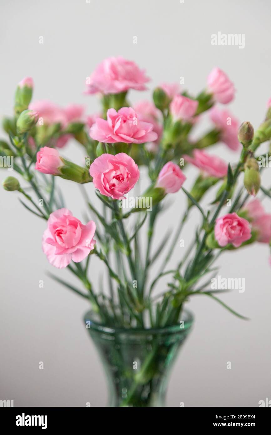 A bunch Pink carnations against a plain background Stock Photo