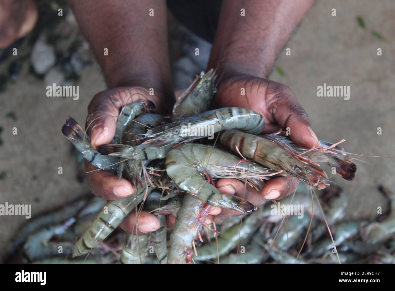 Freshly harvested shrimp in hand bunch of prawn in hand in indian fish