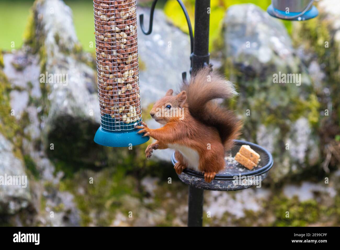 A red squirrel sitting on a bird feeder reaching for peanuts, Scotland. Stock Photo