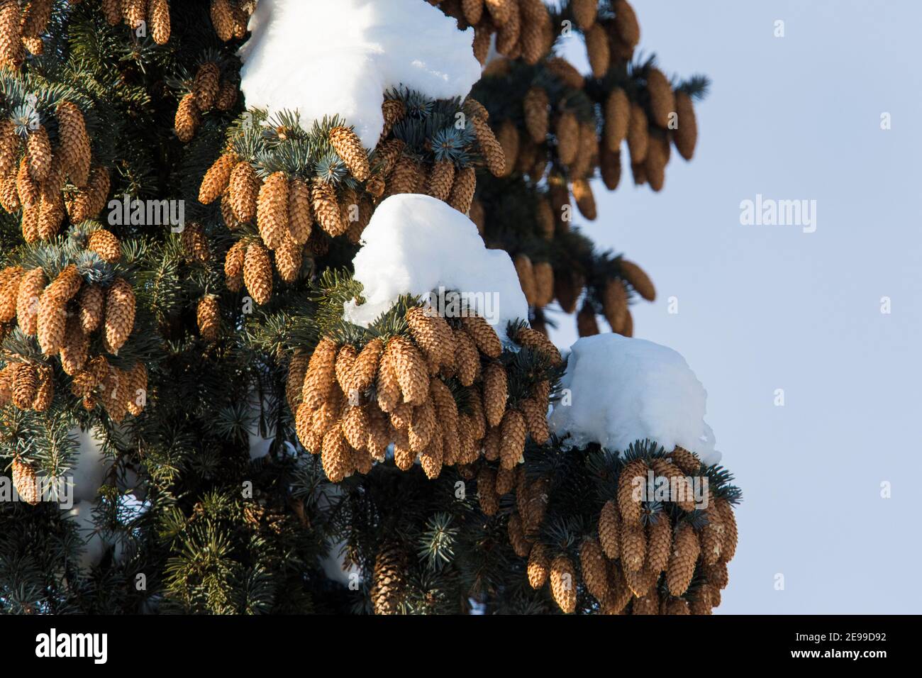 Abies concolor, the white fir in winter Stock Photo