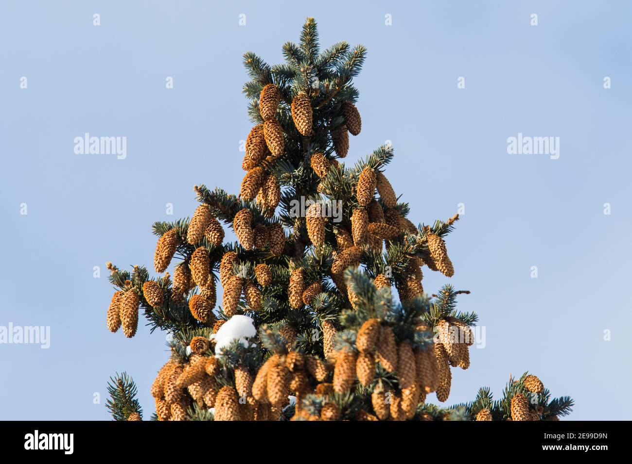 Abies concolor, the white fir in winter Stock Photo