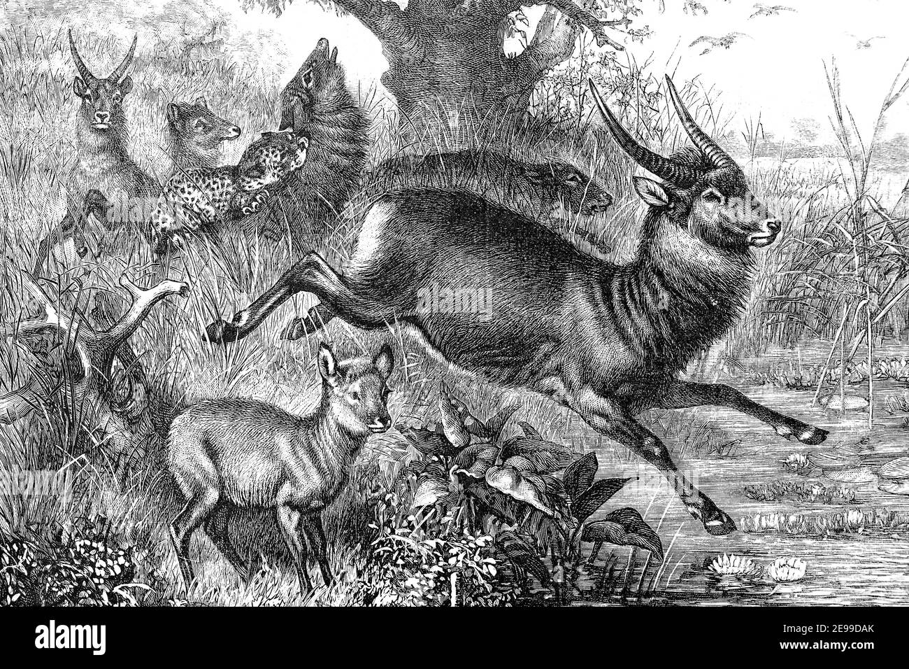 Waterbuck in the steppe of South Africa, attack of a leopard, illustration  from 1890 / Wasserböcke in der Steppe von Südafrika, Angriff eines  Leoparden, Illustration aus 1890, Historisch, historical, digital improved  reproduction