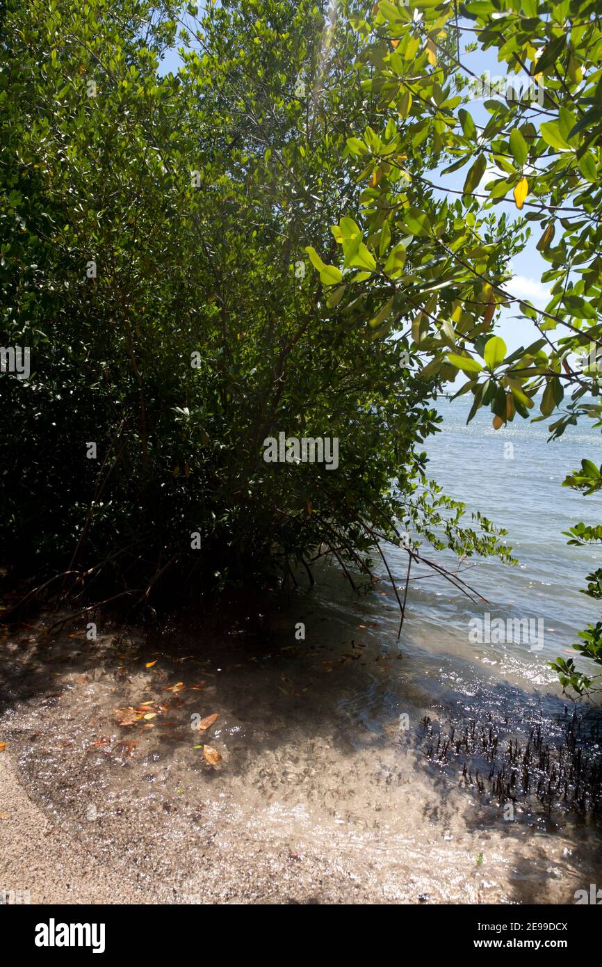 L'anse aux epines grenada hires stock photography and images Alamy