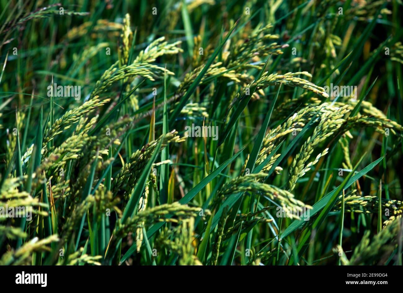 Camargue Provence France Close up of Rice Growing Stock Photo