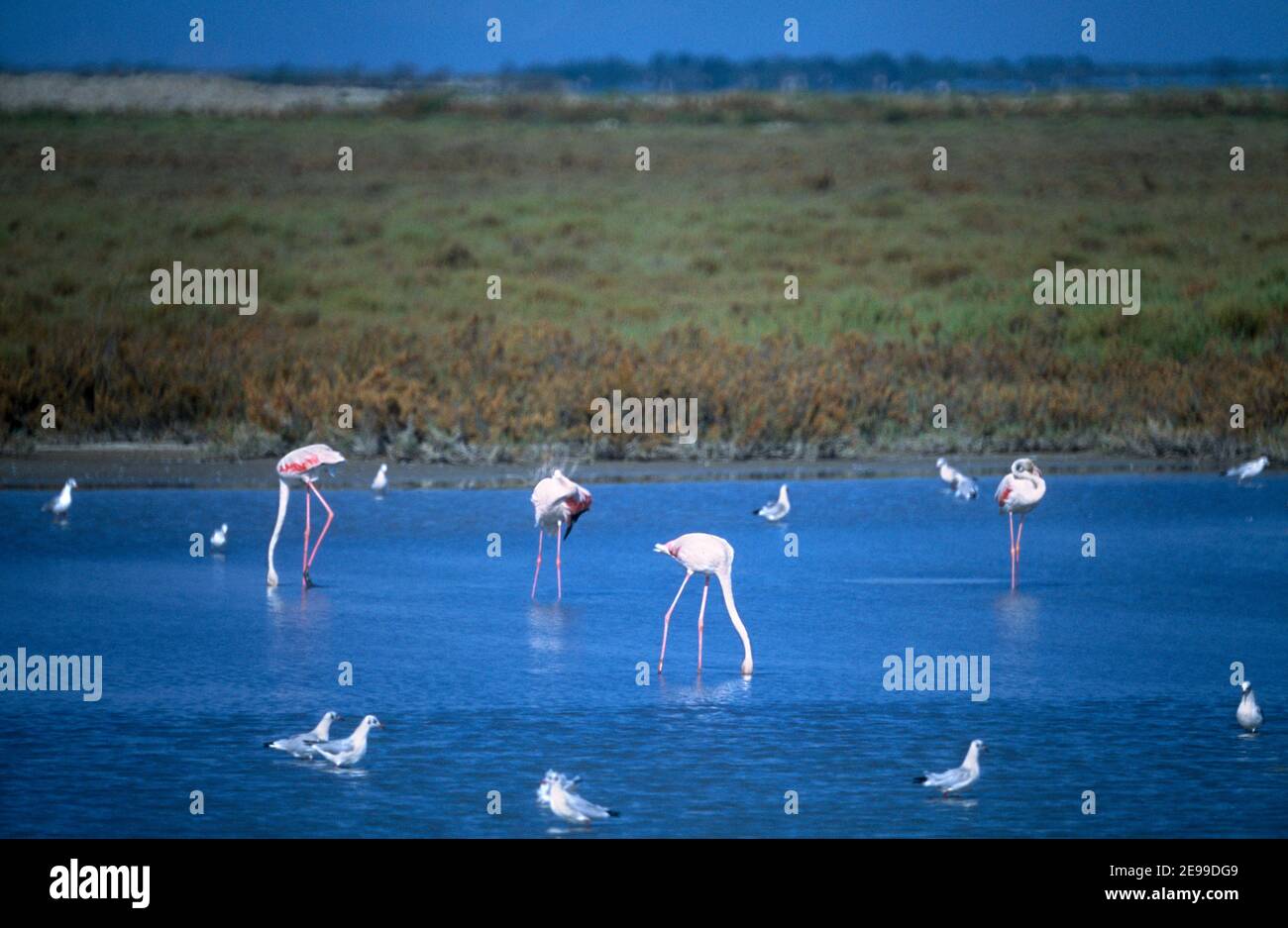 Camargue Provence France Flamingoes Stock Photo