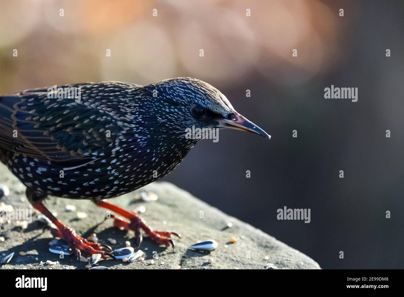 European Starling, Common Starling, Sturnus Vulgaris Stock Photo