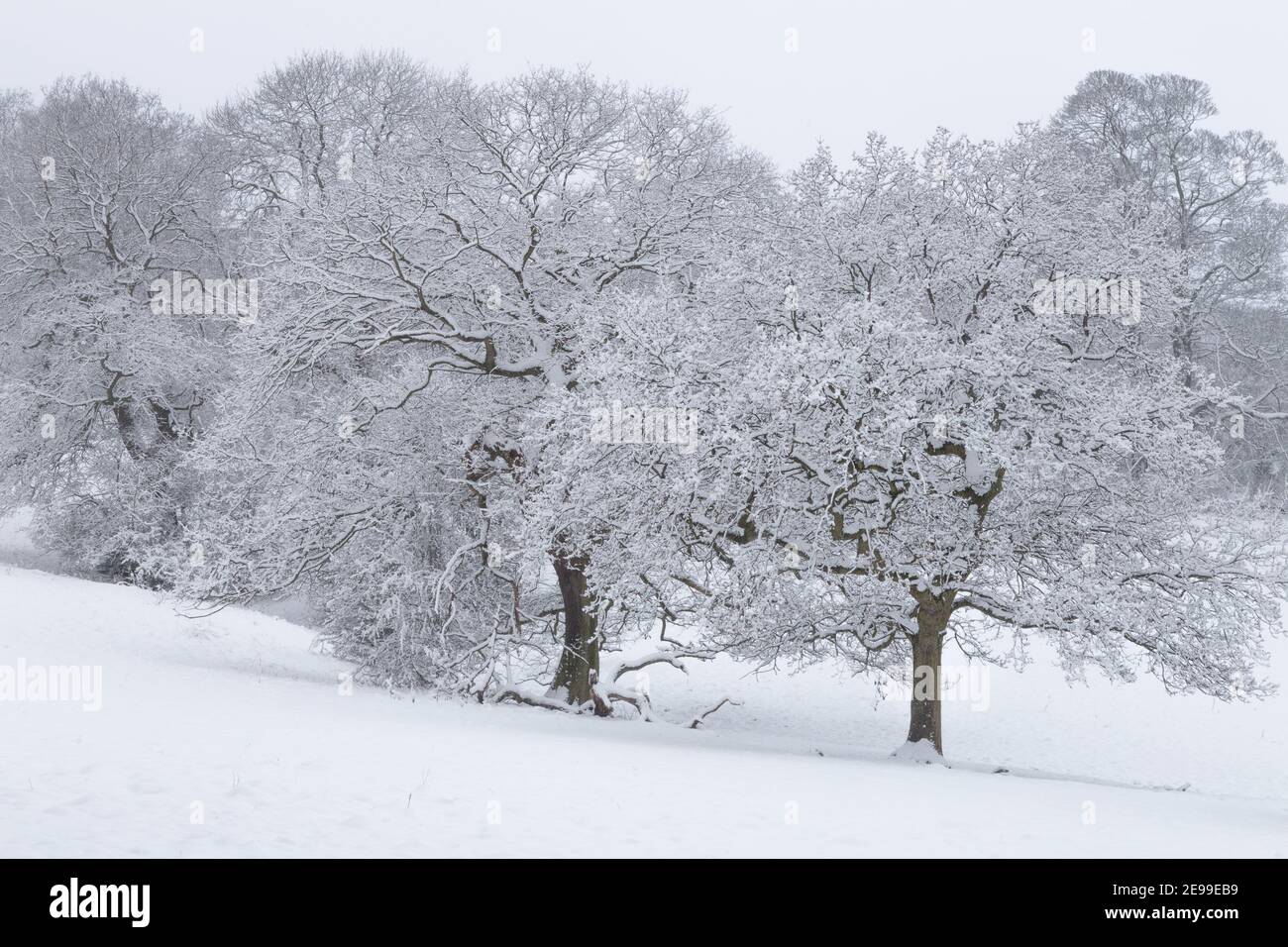 Oak trees covered in snow in Yorkshire, England Stock Photo Alamy