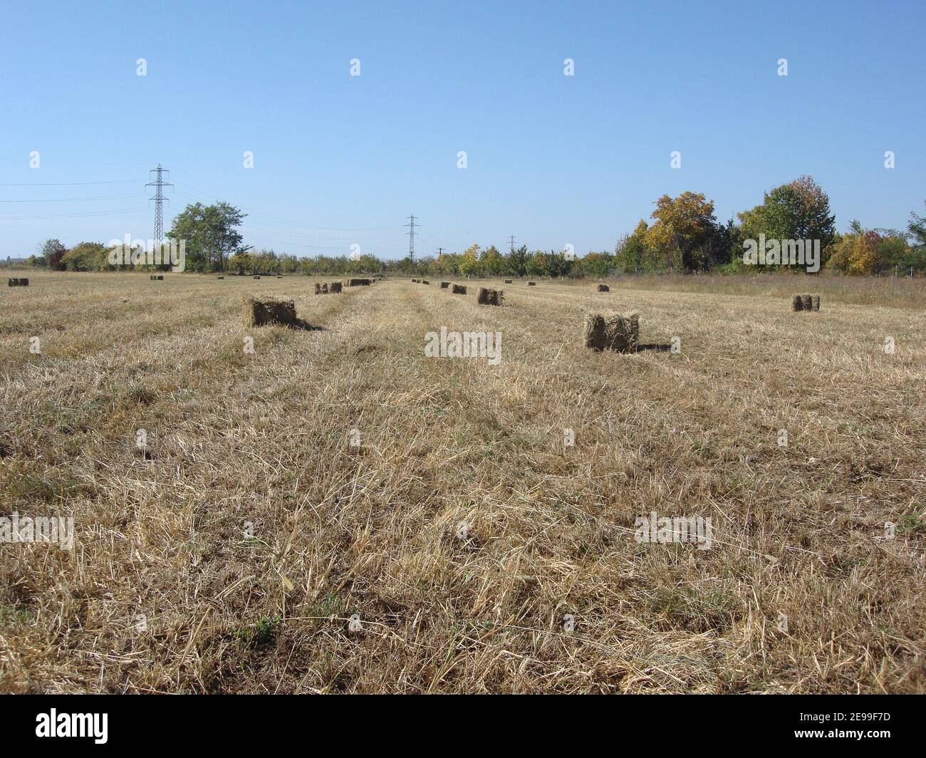 Agricultural field with straw bales after harvest Stock Photo - Alamy
