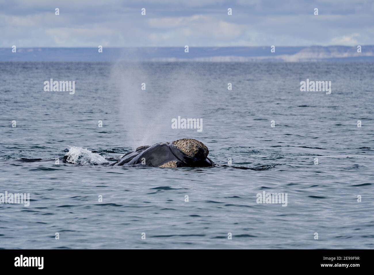 Eubalaena australis, Southern right whale breaching through the surface of the atlantic ocean and blowing in the bay of Golfo Nuevo close to Puerto Ma Stock Photo